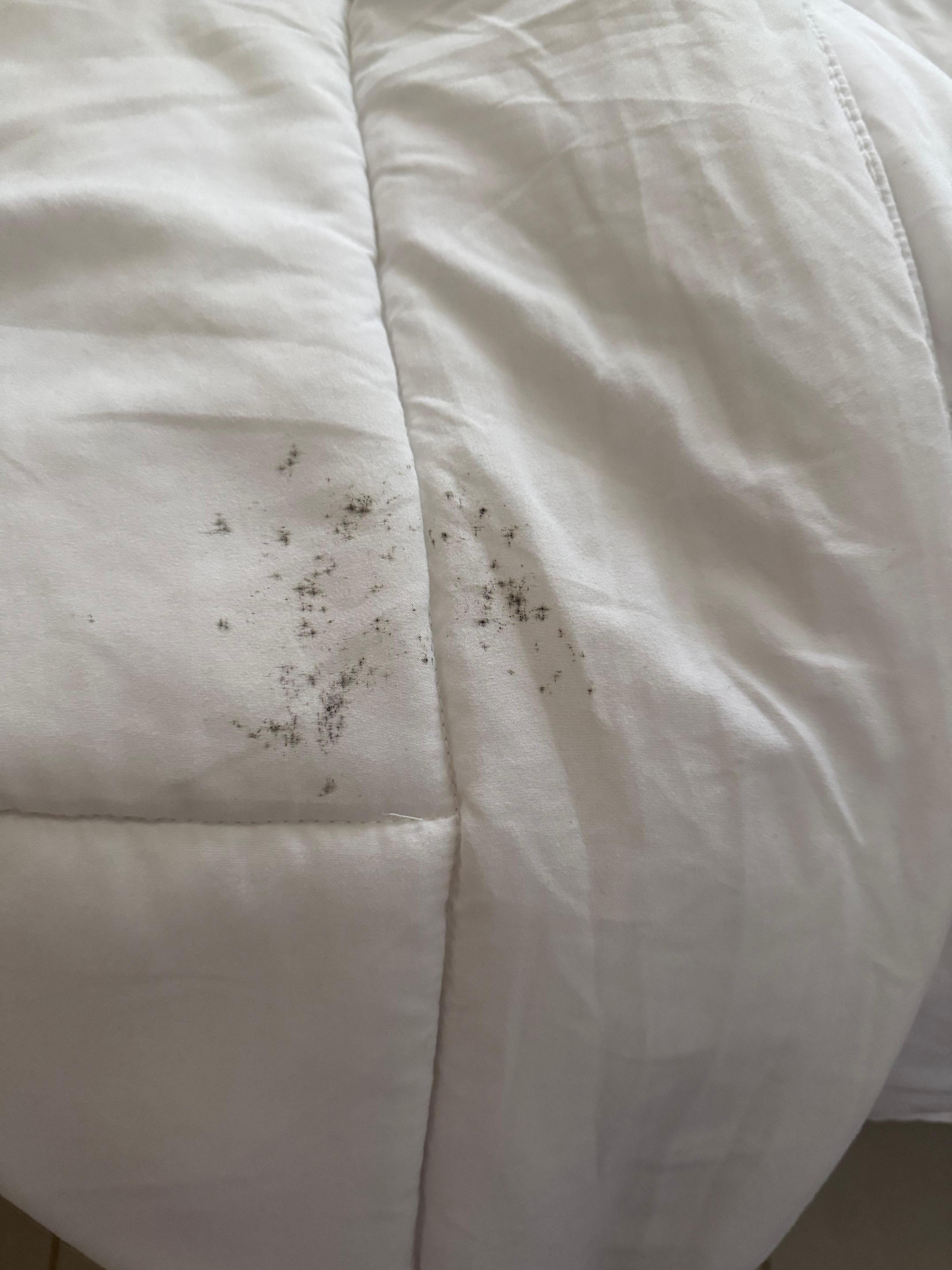 Black mold on the bed comforter 