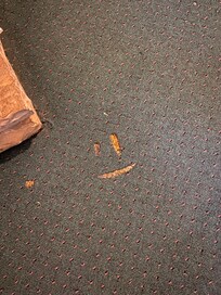 Holes in carpet hidden with a cheap dirty rug