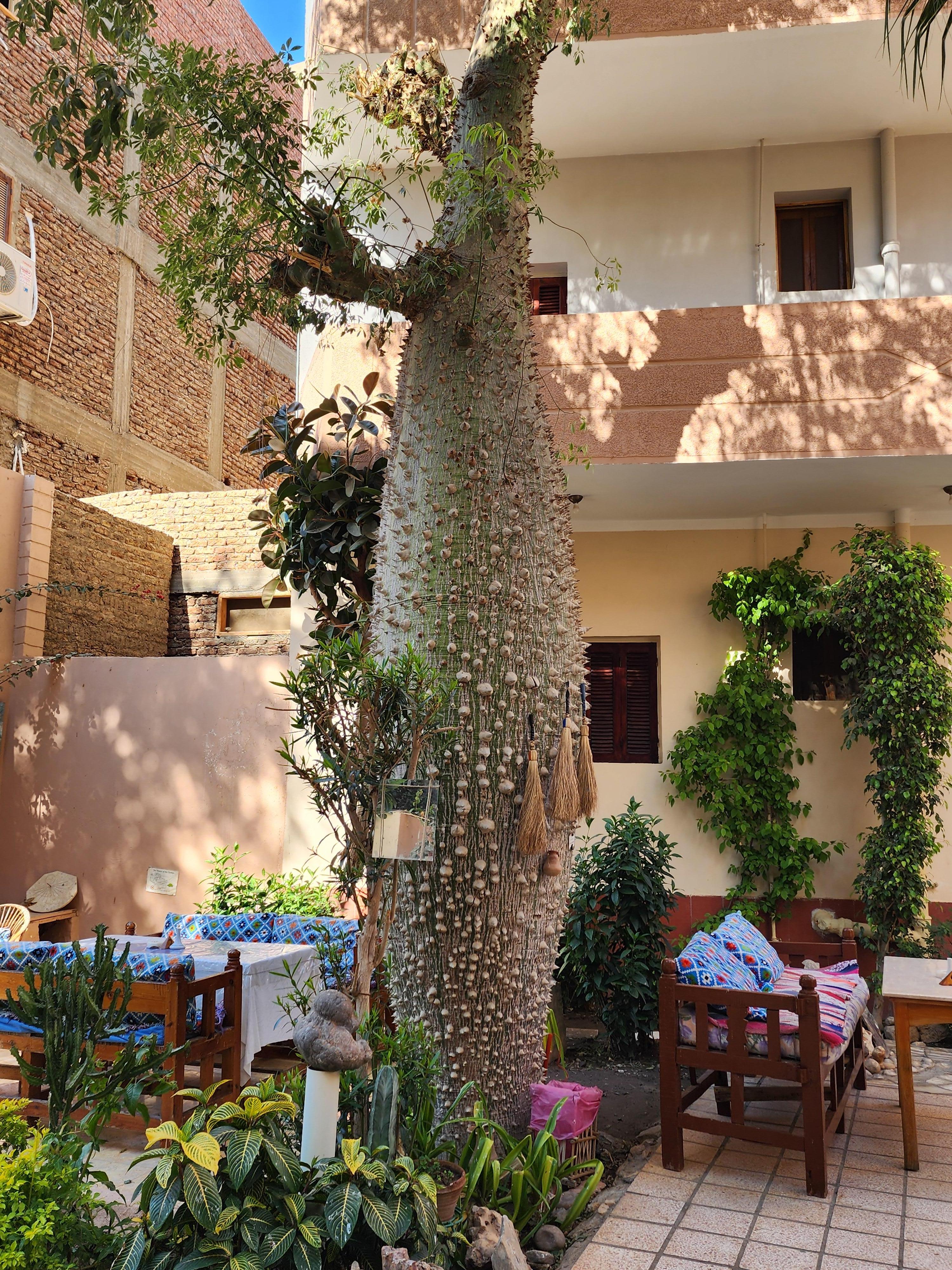 Garden in Amon Hotel in Luxor. We ate breakfast here