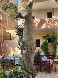 Garden in Amon Hotel in Luxor. We ate breakfast here