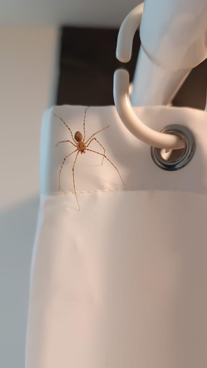 Araña en el baño