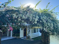 If you love bougainvillea…