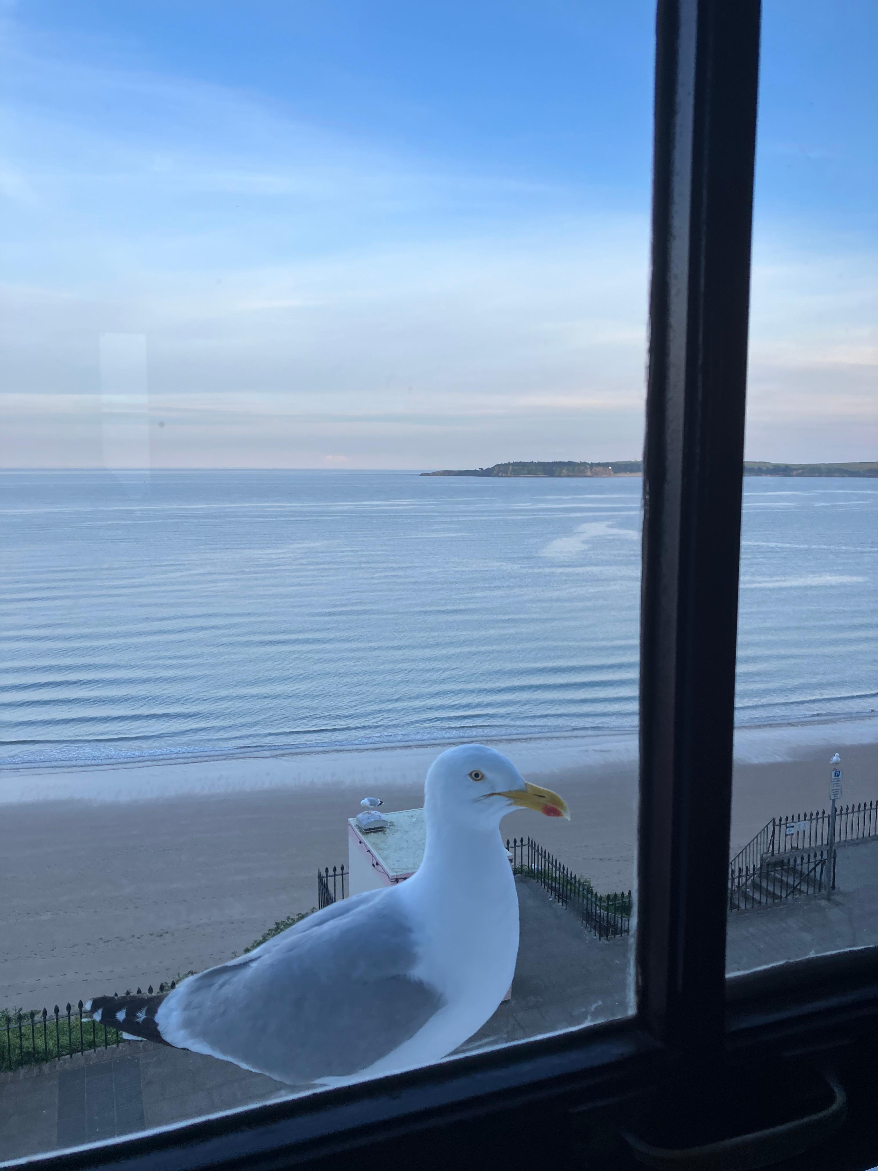 Our friendly seagull 