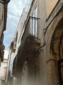 Dead plants at property - probably a fire hazard in a narrow alley