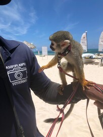 At Palma Real locals comes to the beach to take pictures with monkeys, lizards and