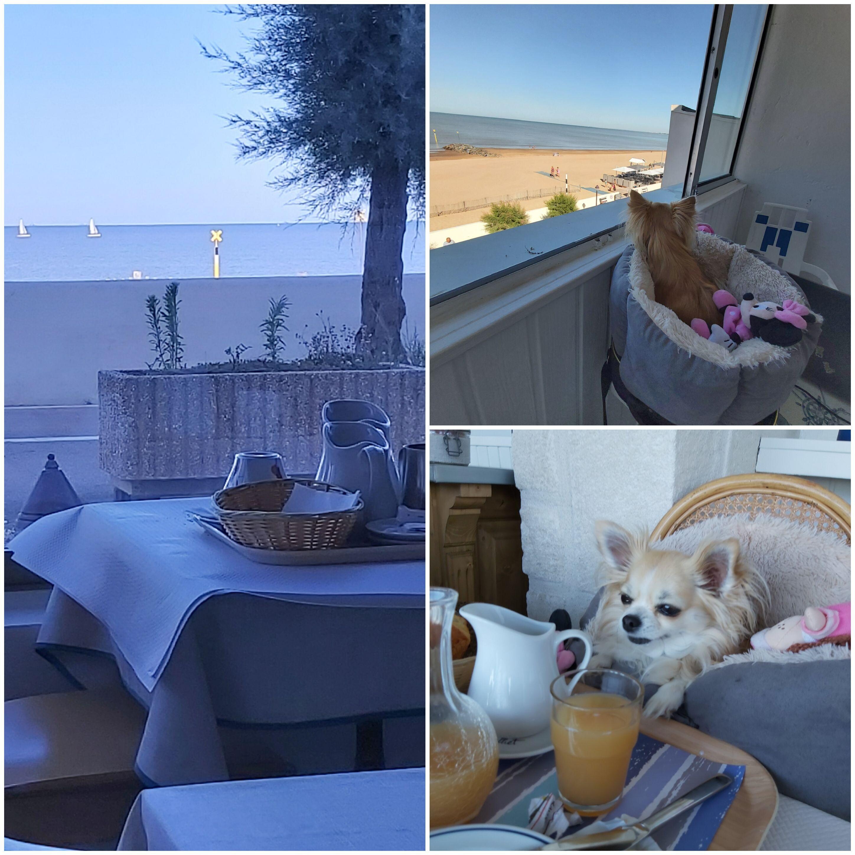 SALLE DU TI DEJ 

VUE DE NOTRE TERRASSE 
 MEME MON TI CHIEN A ADORE
