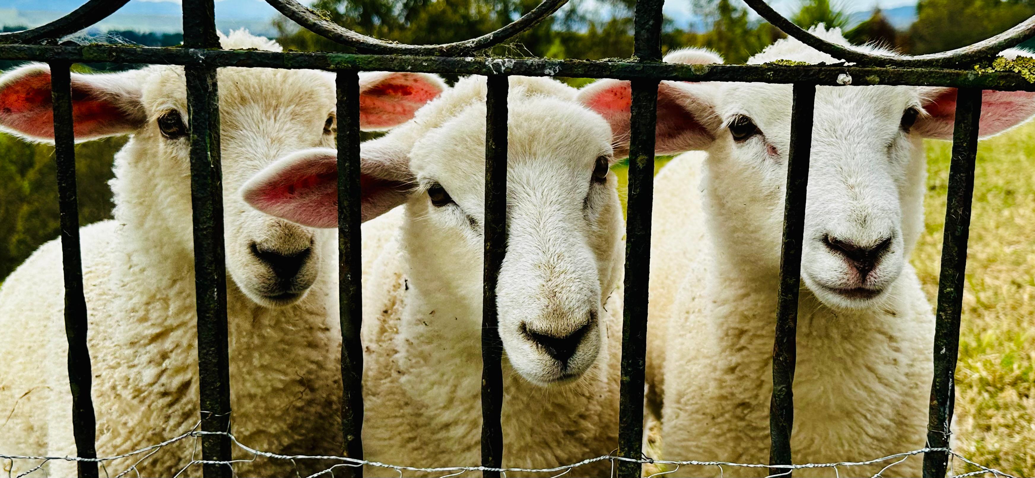 The sheep love to chat over the garden gate