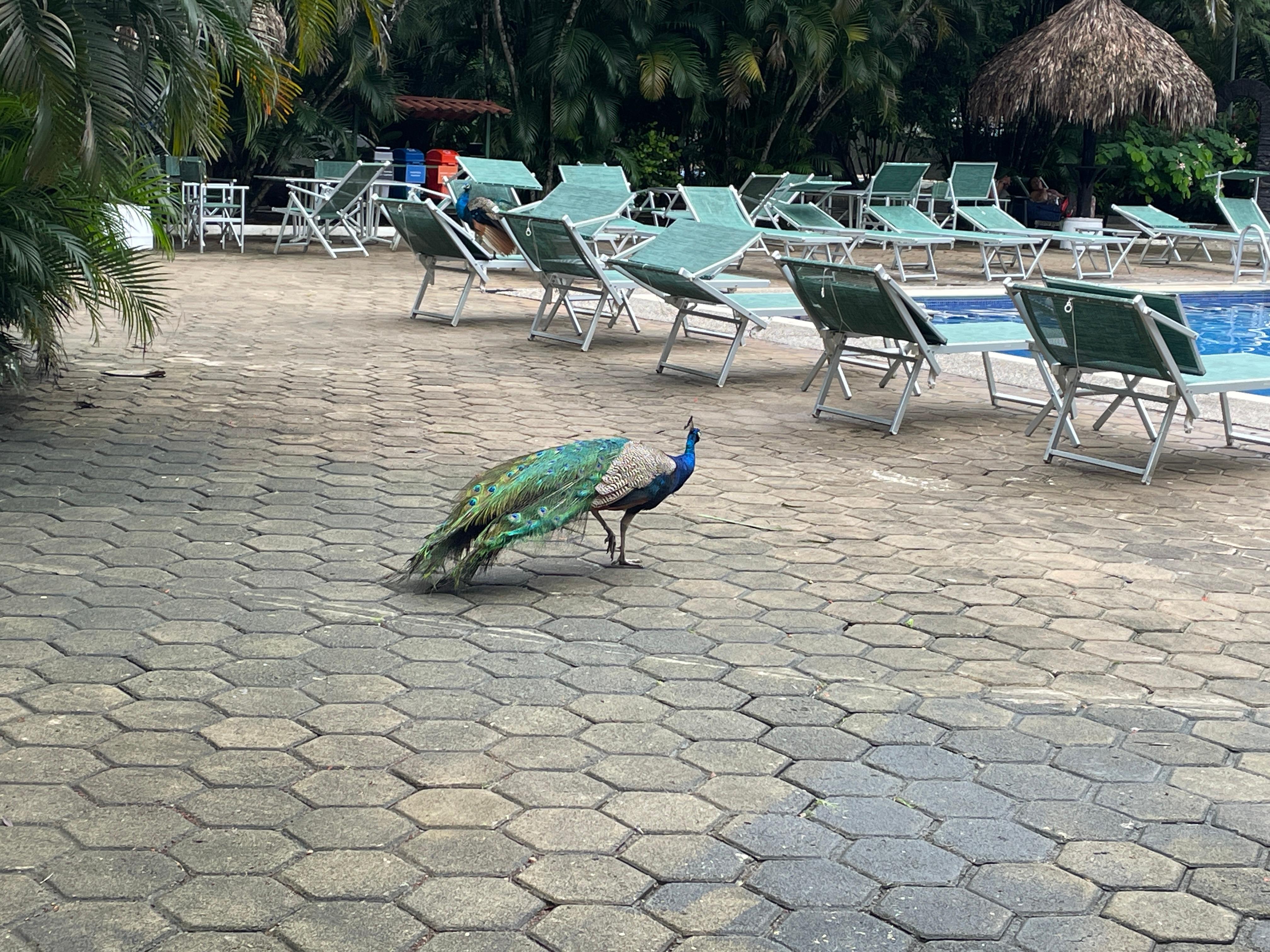 Pea fowl by the pool. 