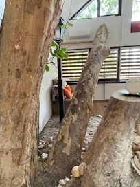 The tree in our room ♥️