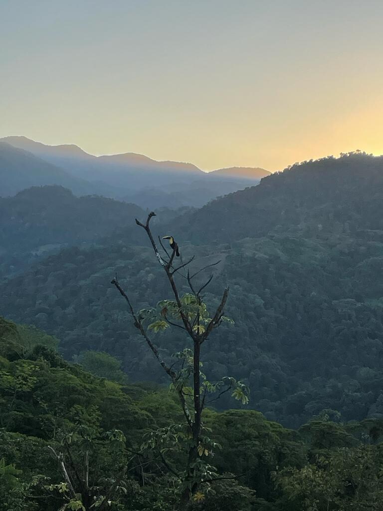 Toucan at sunrise 