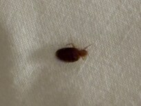 Bed bugs !!!!!