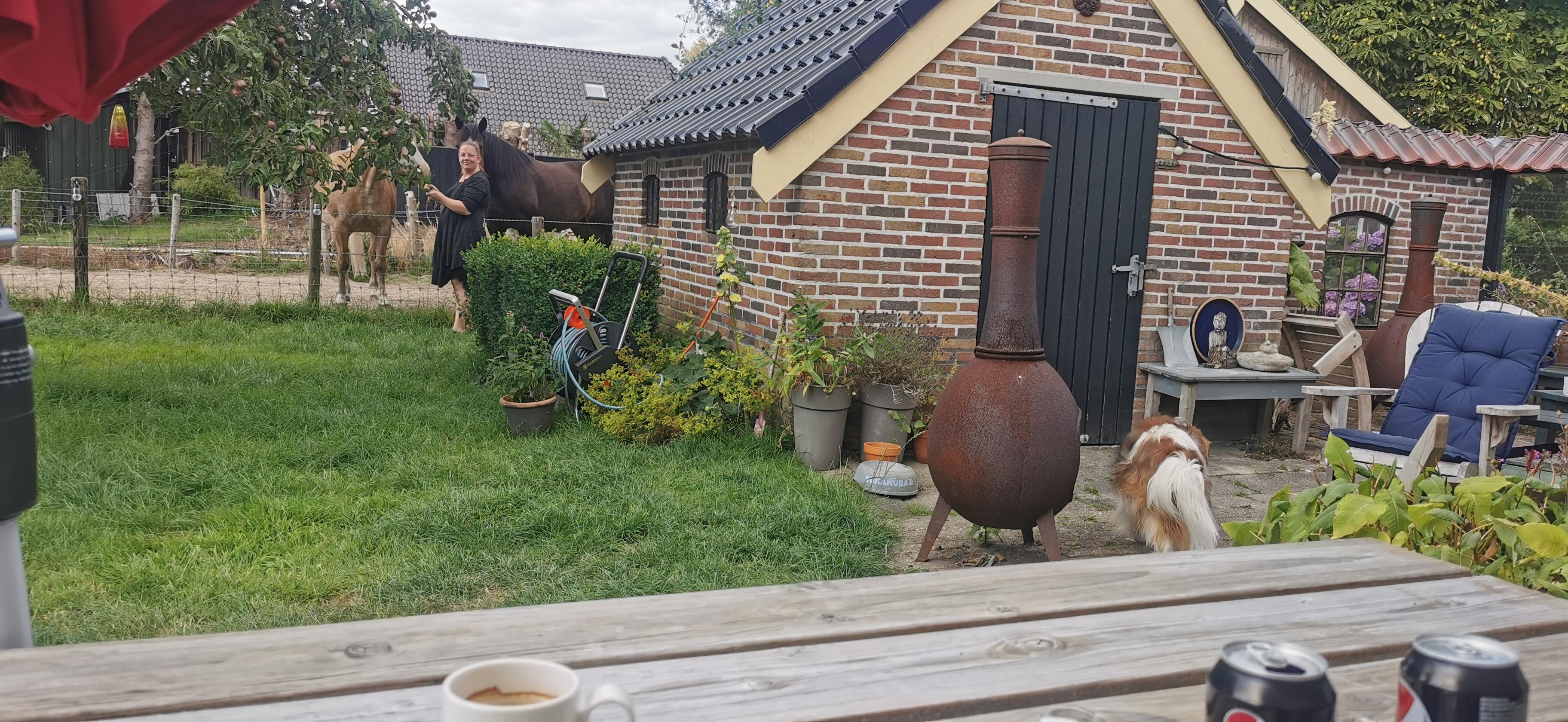 Horses and coffee in the garden.