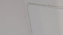 Killed mosquito