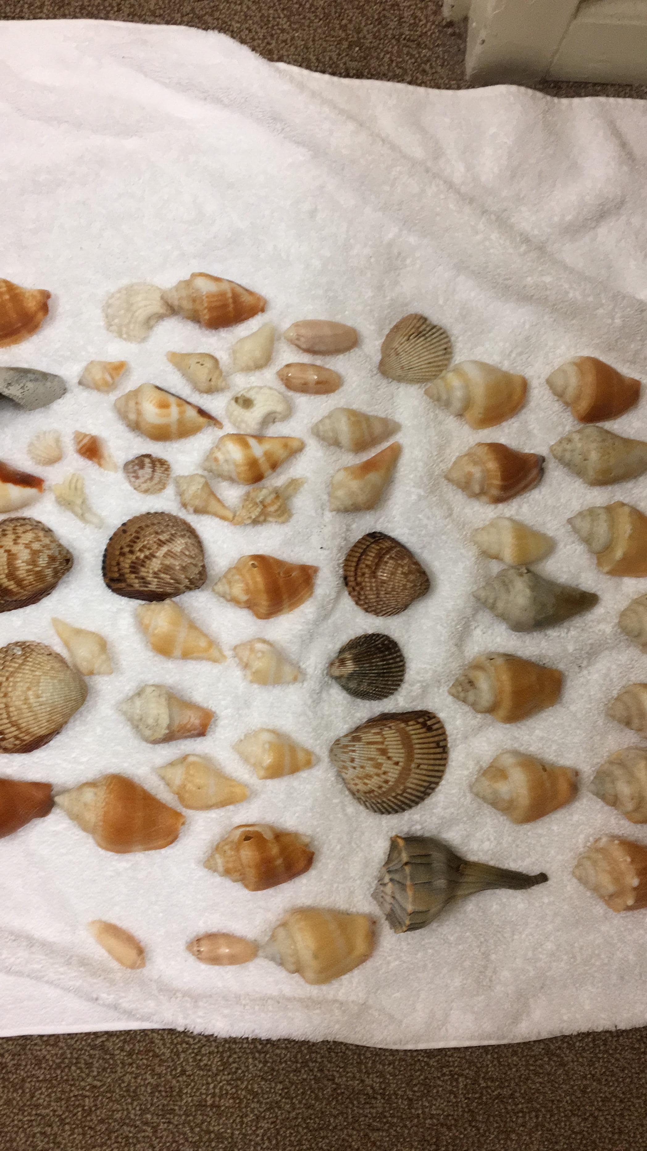 Shells we collected on an early walk