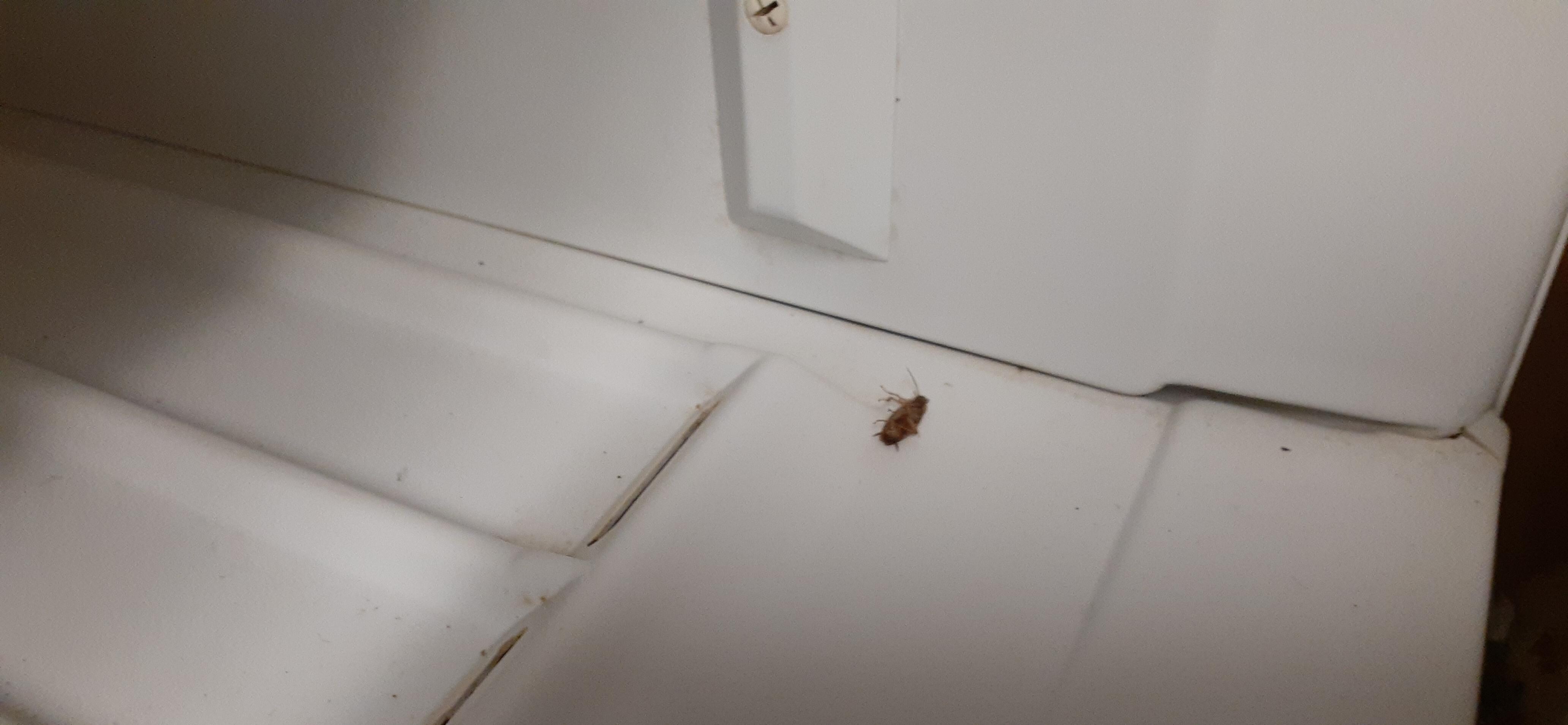 Inside the freezer 