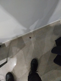 Cucaracha en el suelo tras la cortina