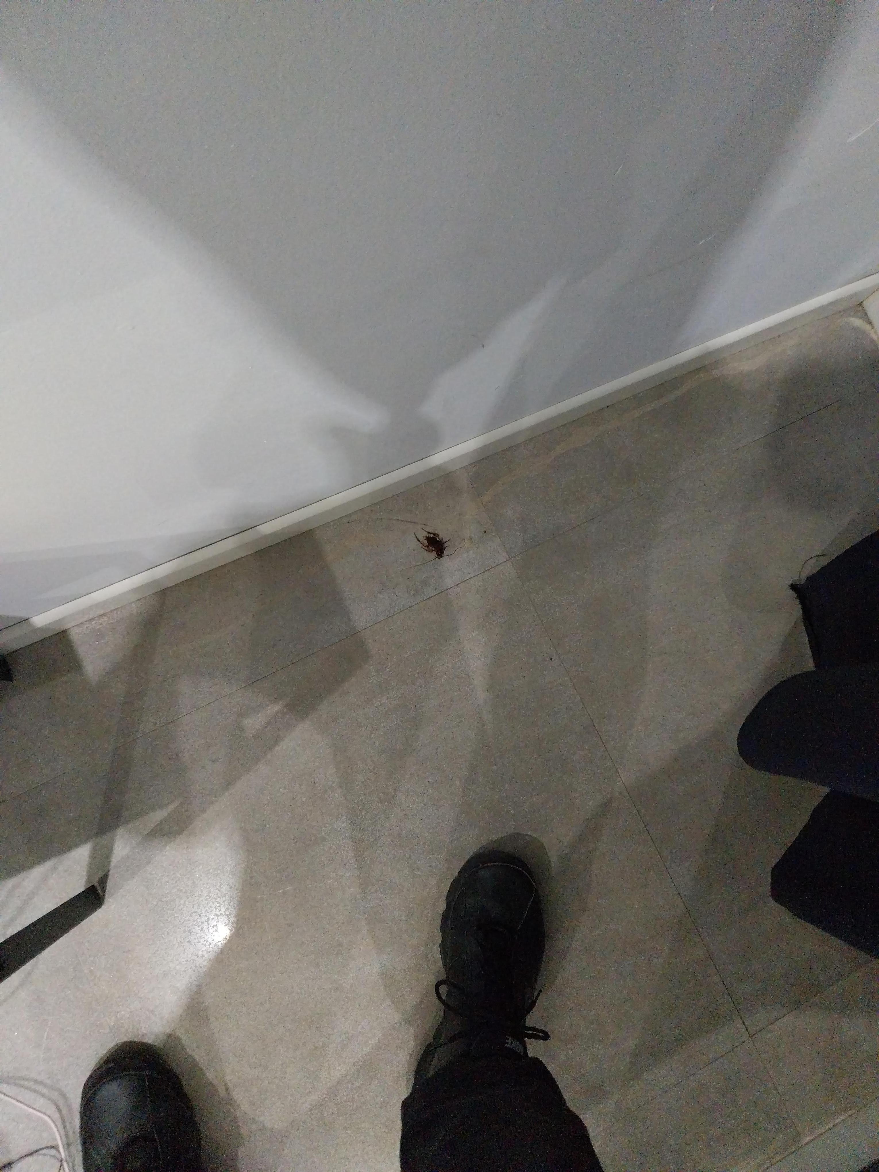 Cucaracha en el suelo tras la cortina
