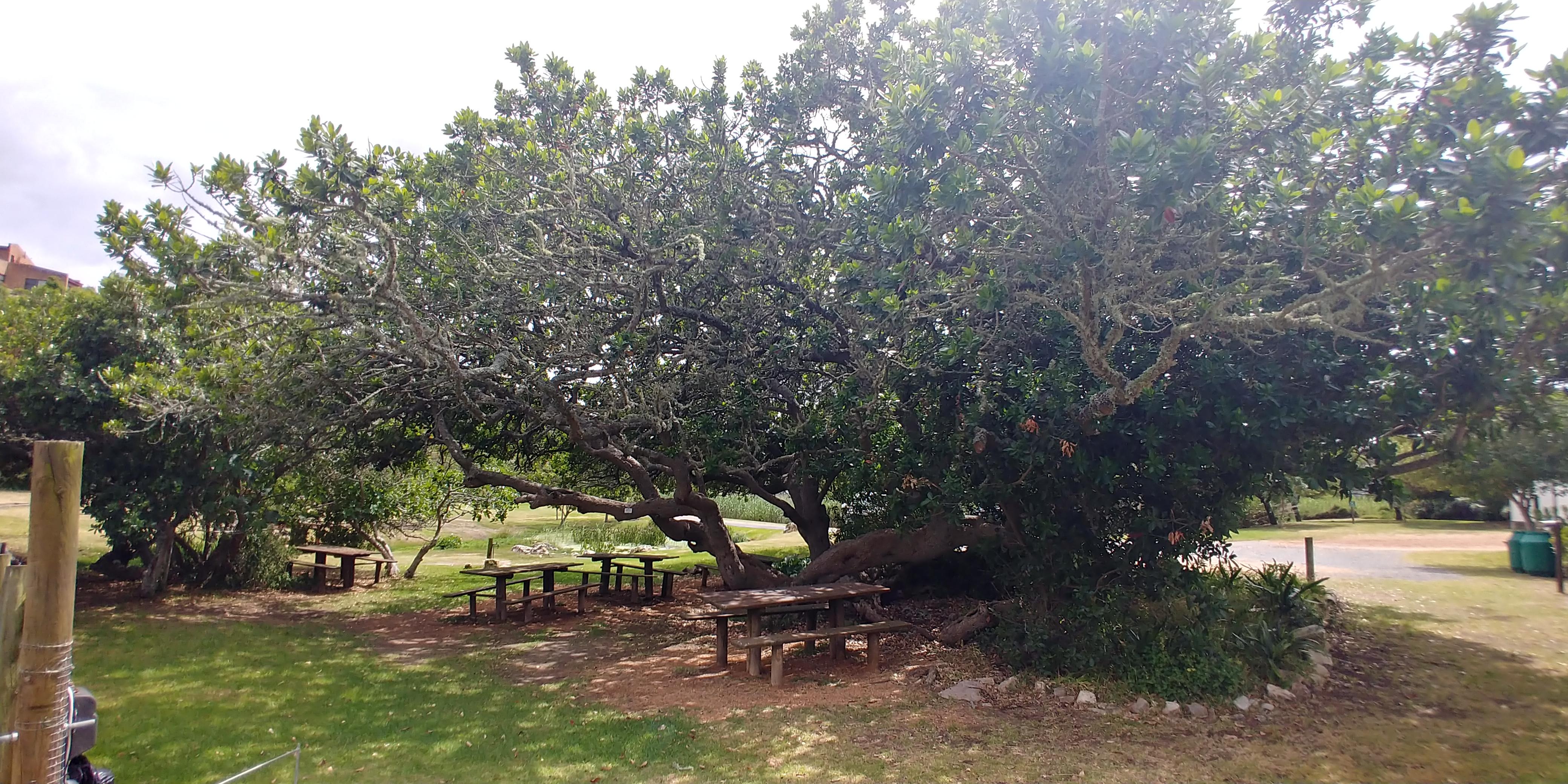 Beautiful Milkwood tree in Stillbaai