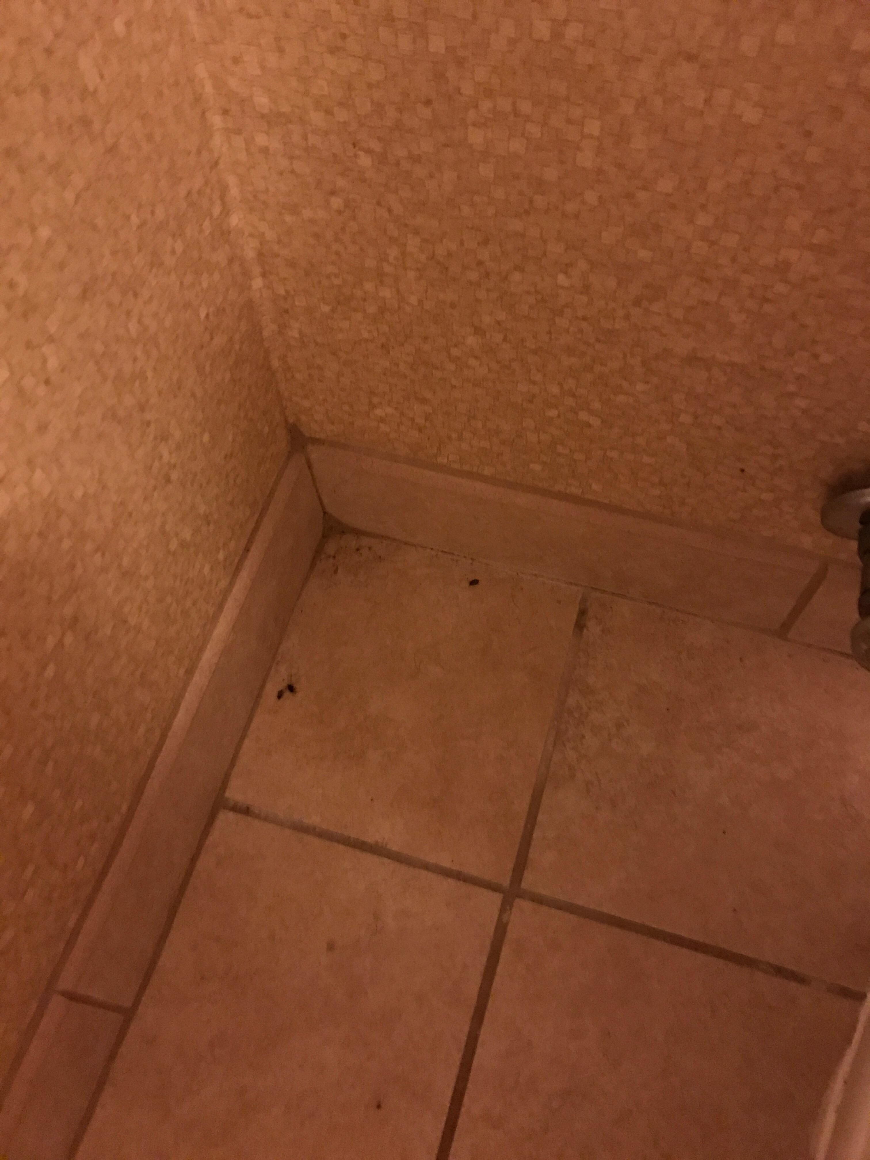 Droppings in another corner near the shower.