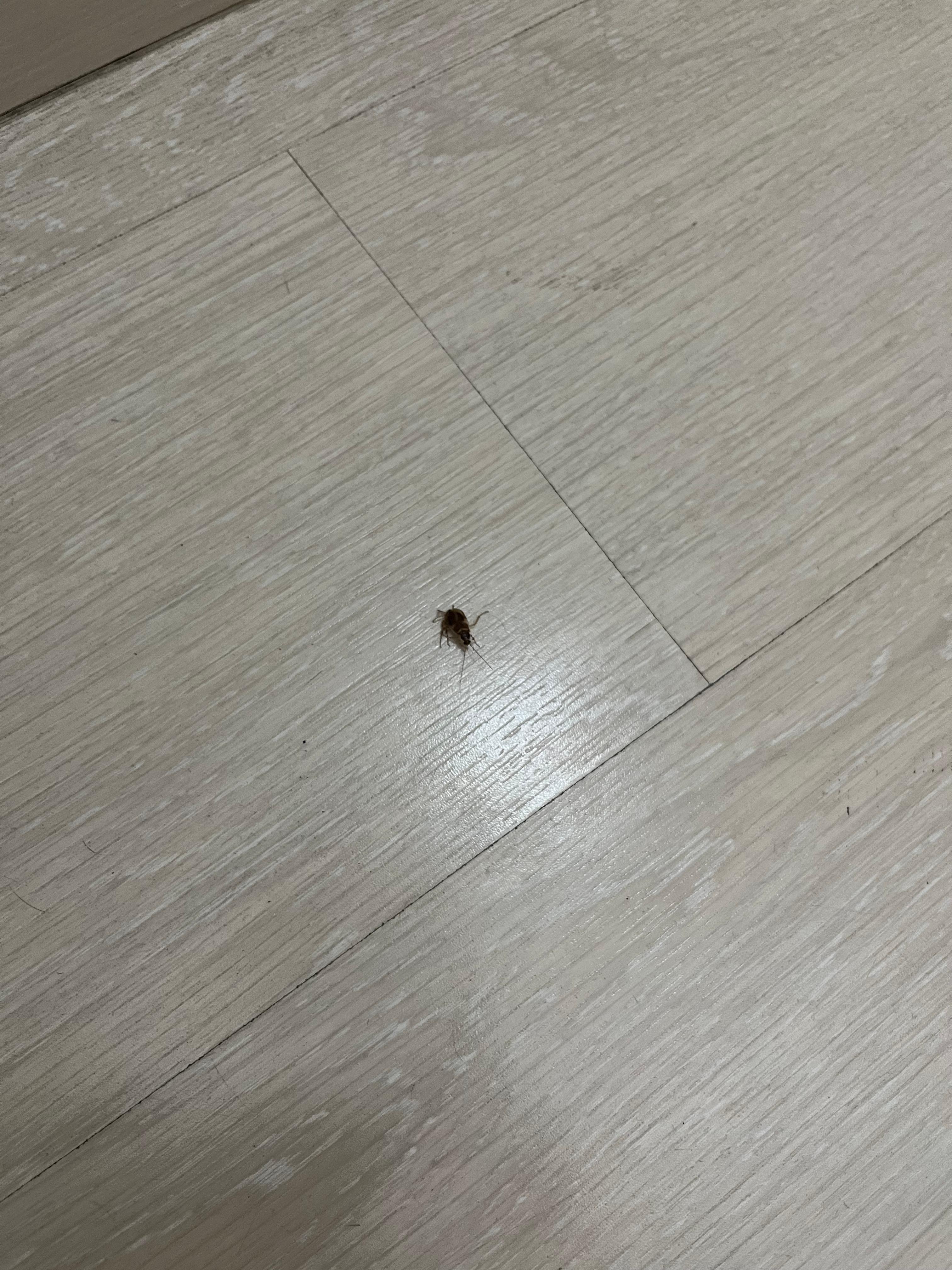 Cockroach 2