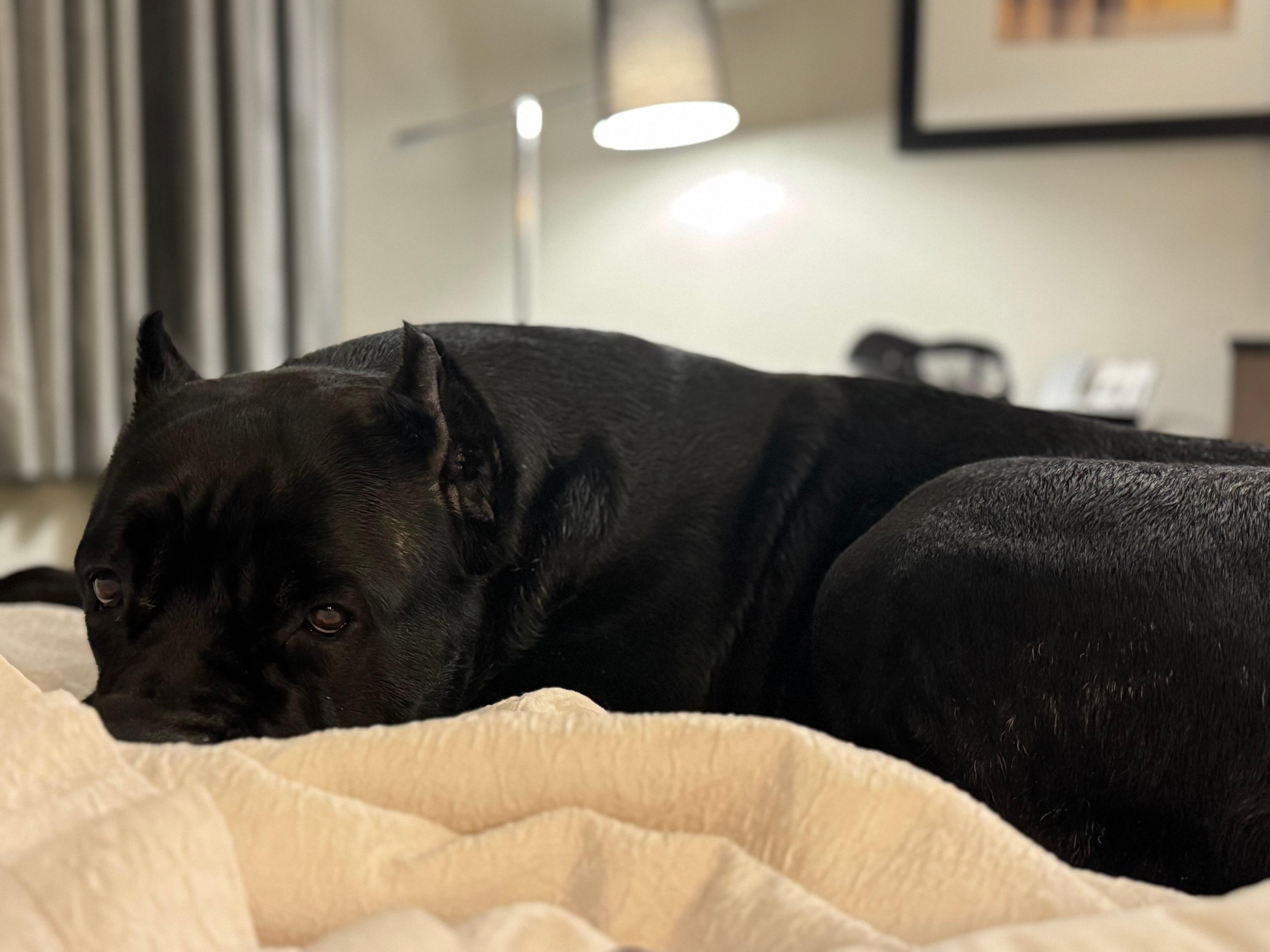 Service dog and show dog resting after a long day in a nice clean room. 