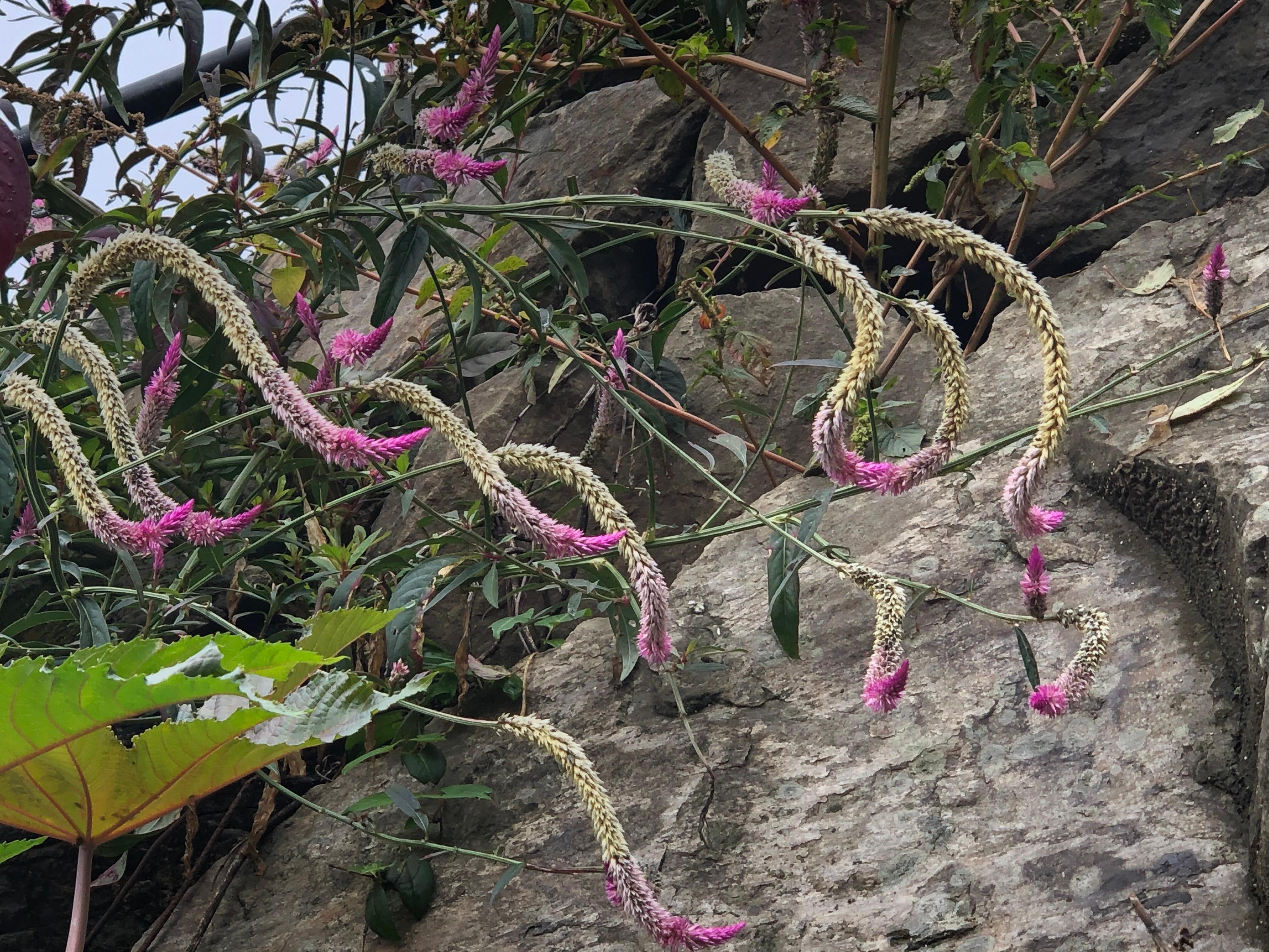 Unique plant on a hike.