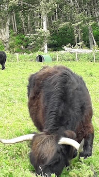 Just down near to sea, highland cattle
