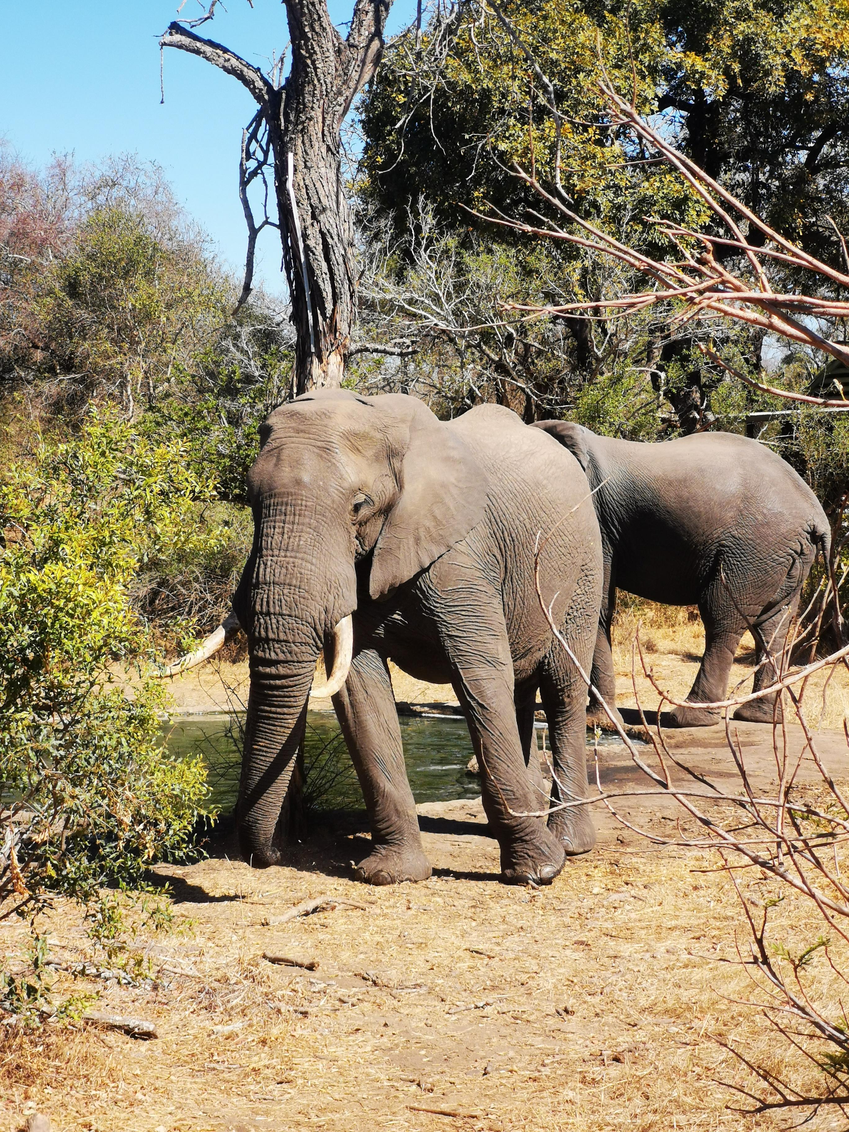 Des éléphants traversent le camp nuit & jour 