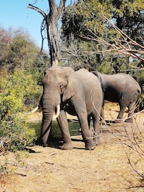 Des éléphants traversent le camp nuit & jour