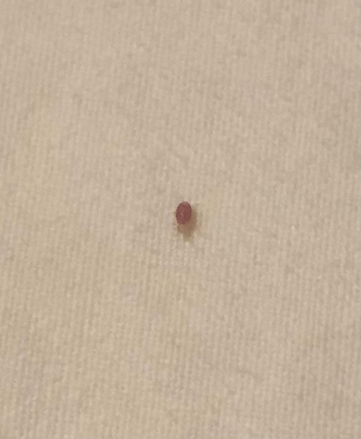 Bed bug found at 4am 