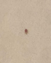 Bed bug found at 4am