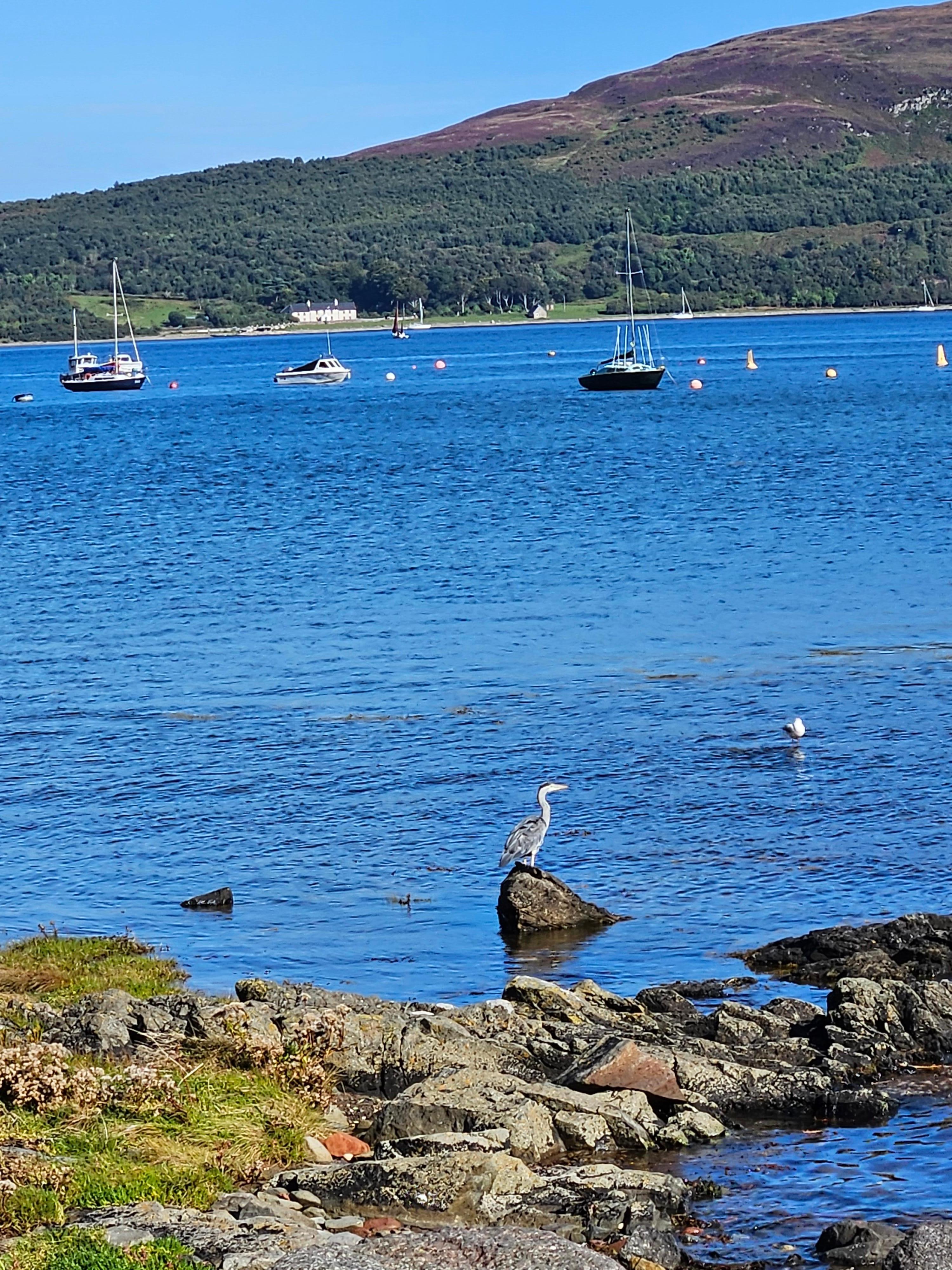 Heron awaiting his catch of the day