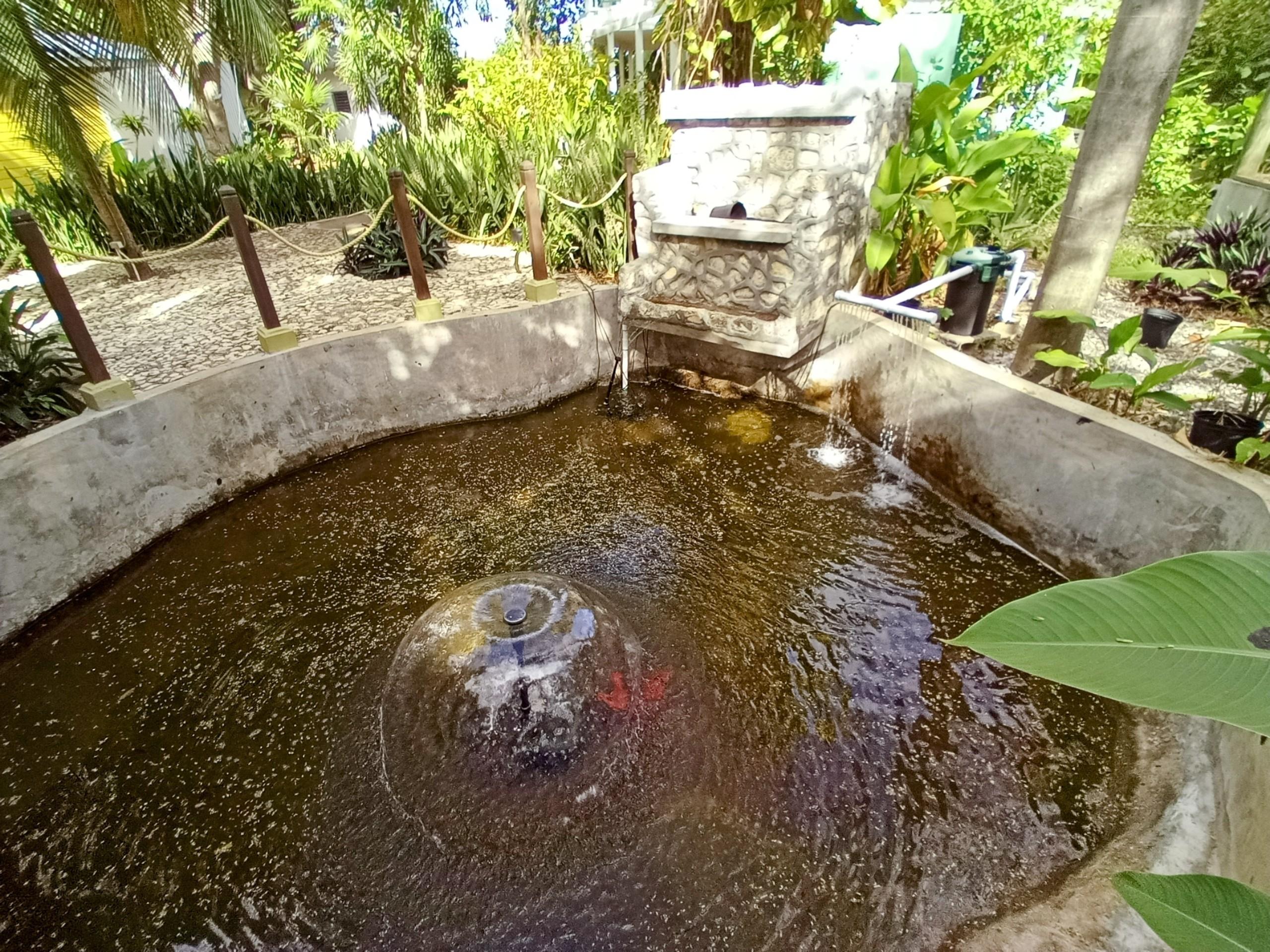 Fish pond in garden setting of property