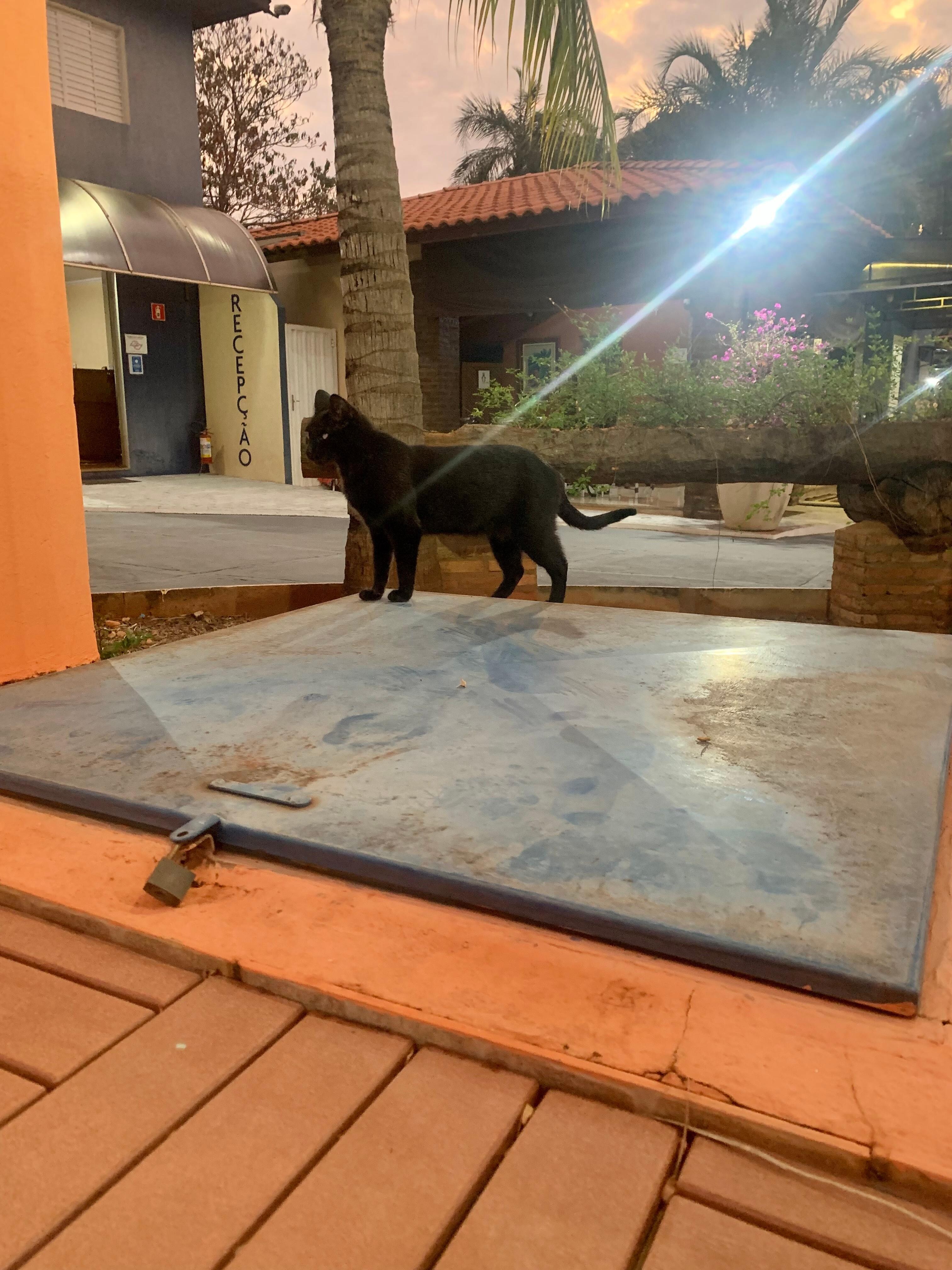 A famosa gatinha preta!