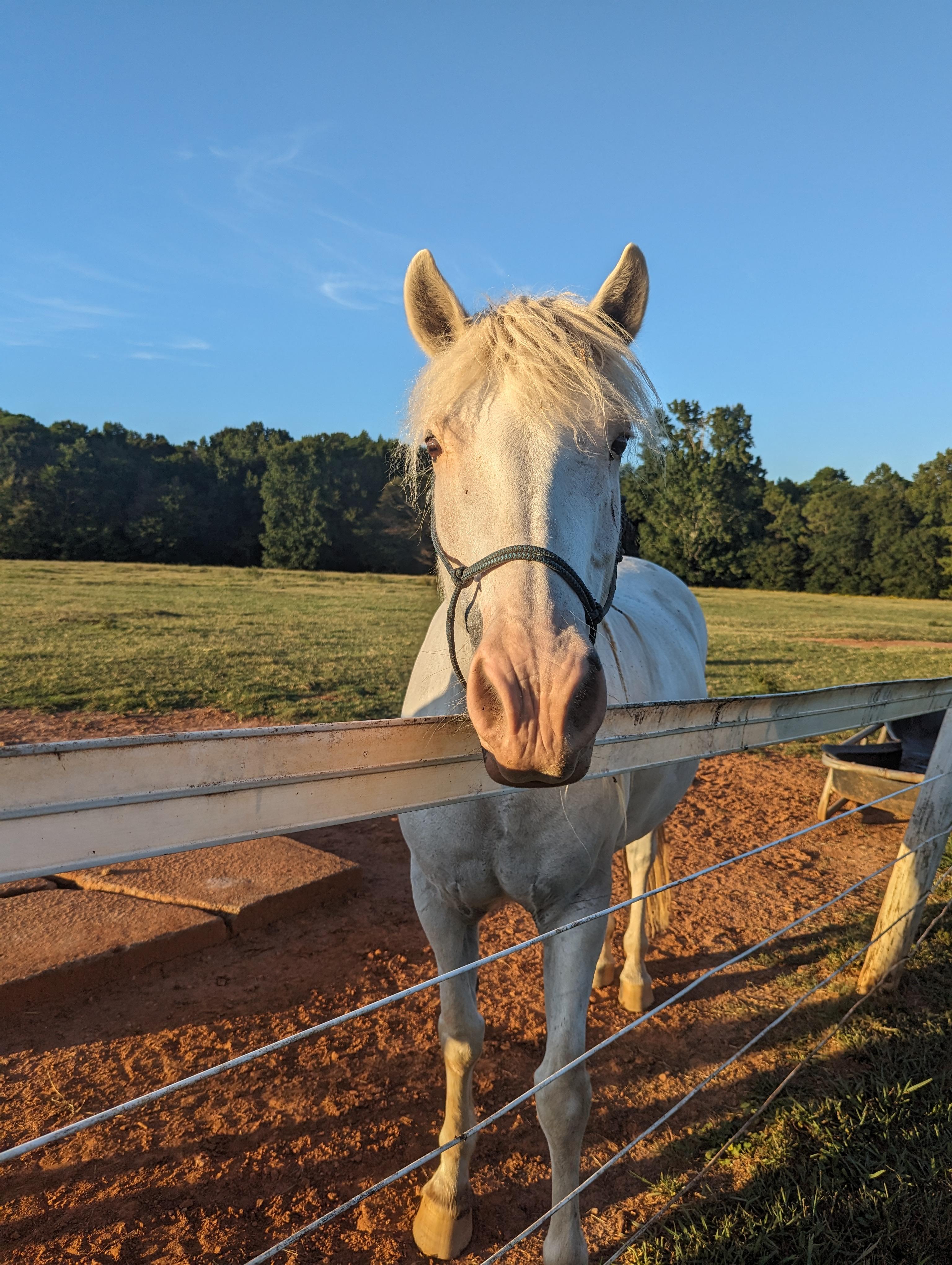 One of the many horses to pet