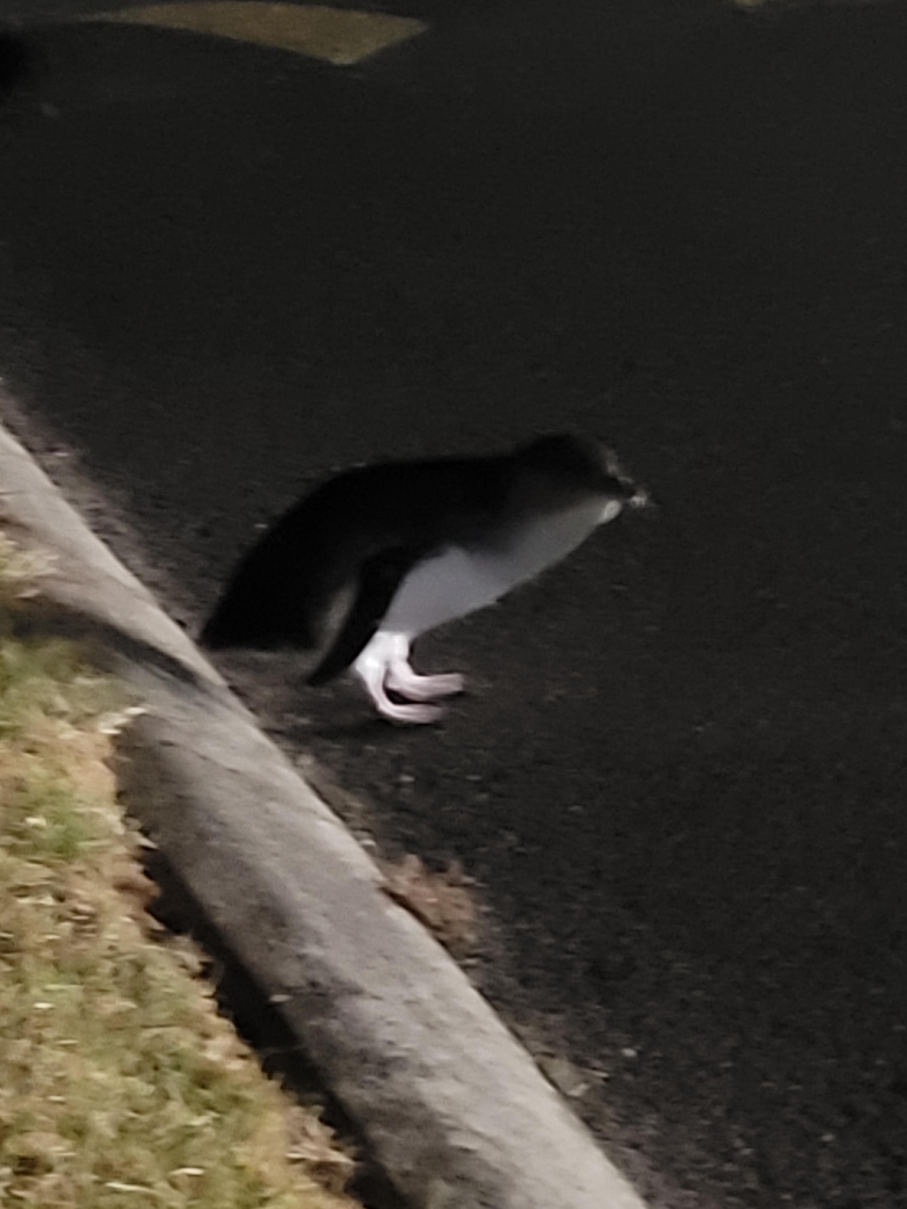 Little penguins come out around 10 pm 