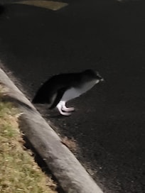 Little penguins come out around 10 pm