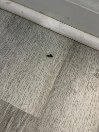 Dead flies on the floor.
