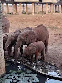 Waterhole where the animals come to drink water.