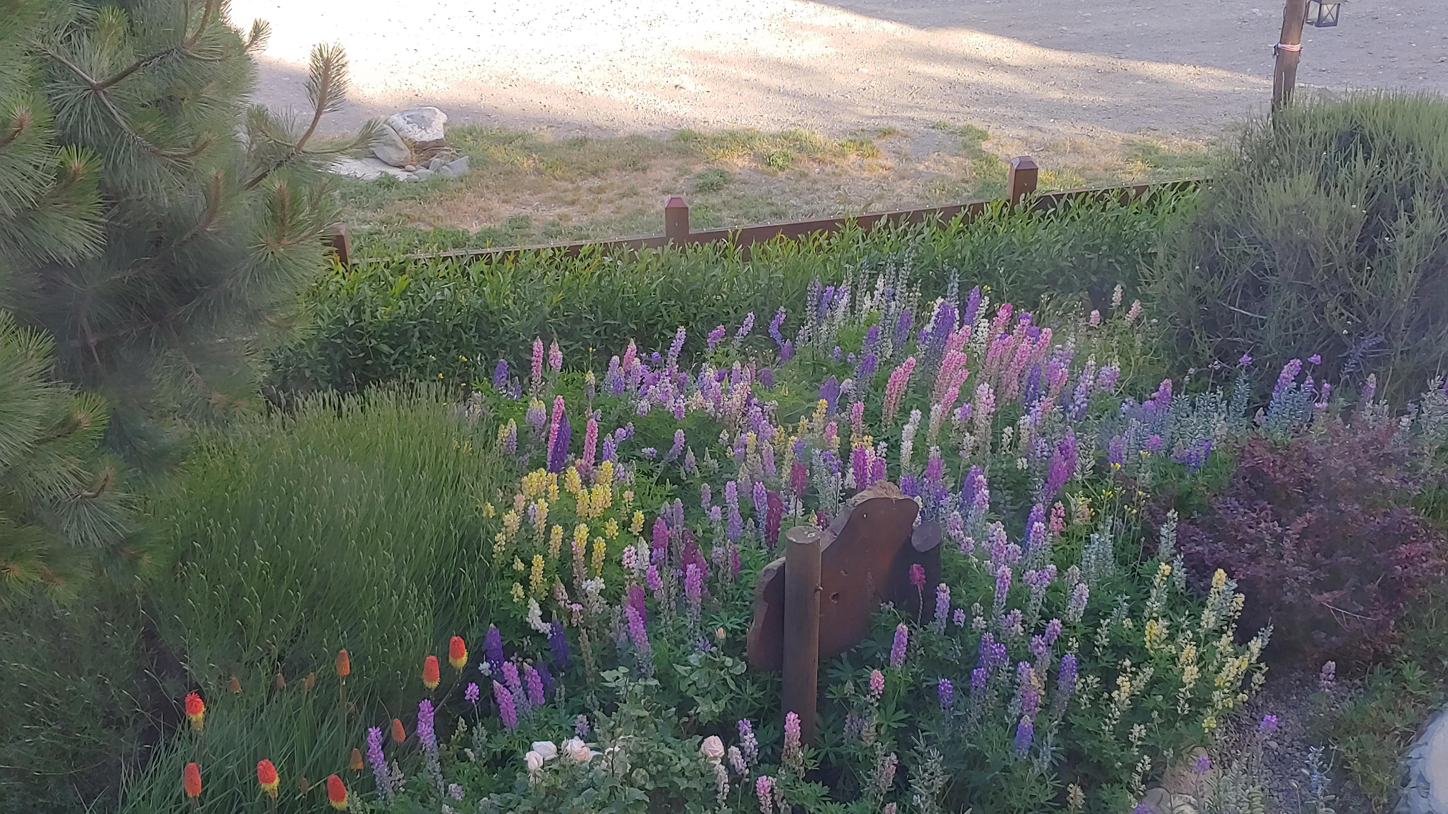 Enjoy beautiful lupines when you have breakfast.