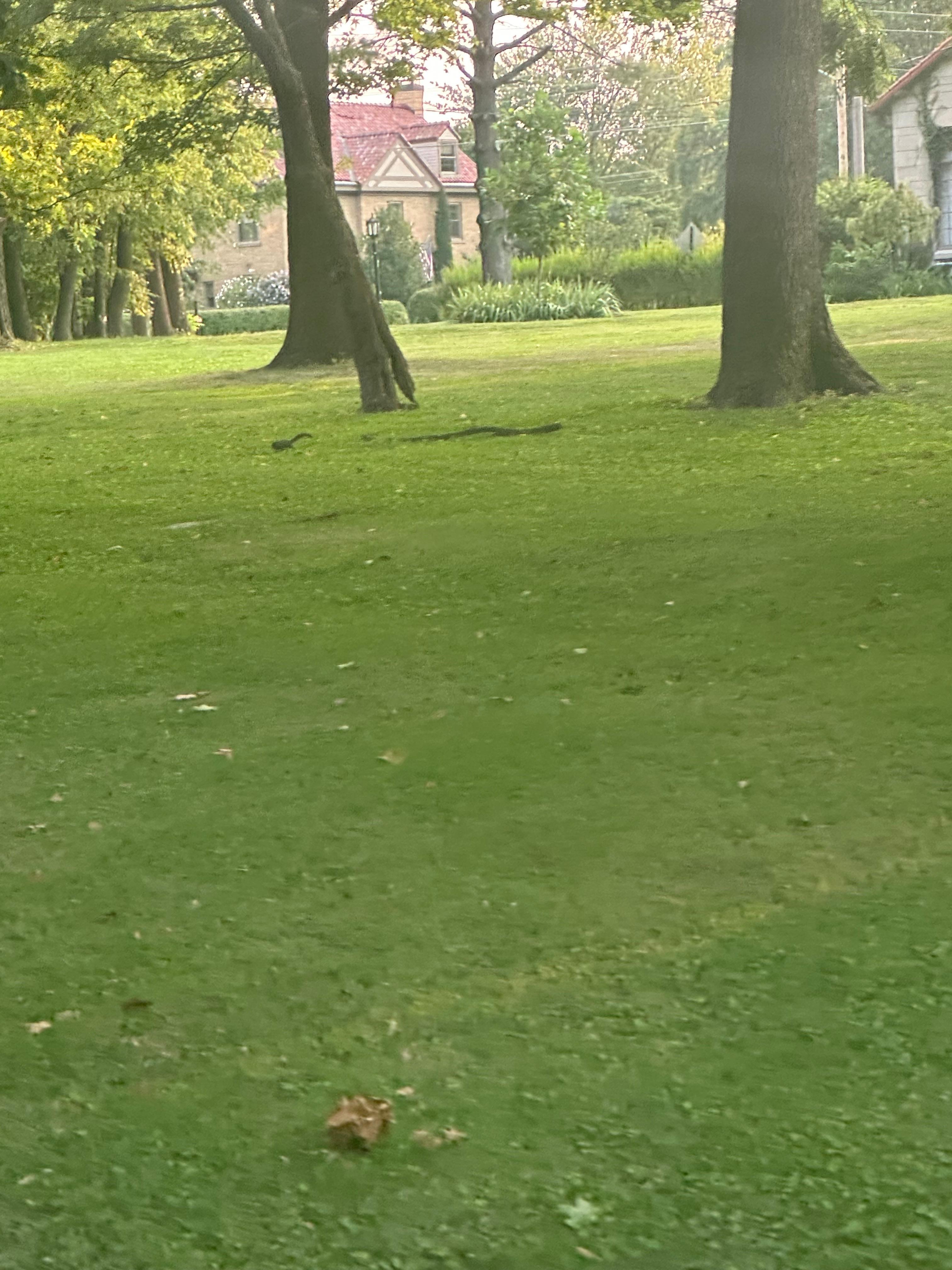 Park area with Black squirrels