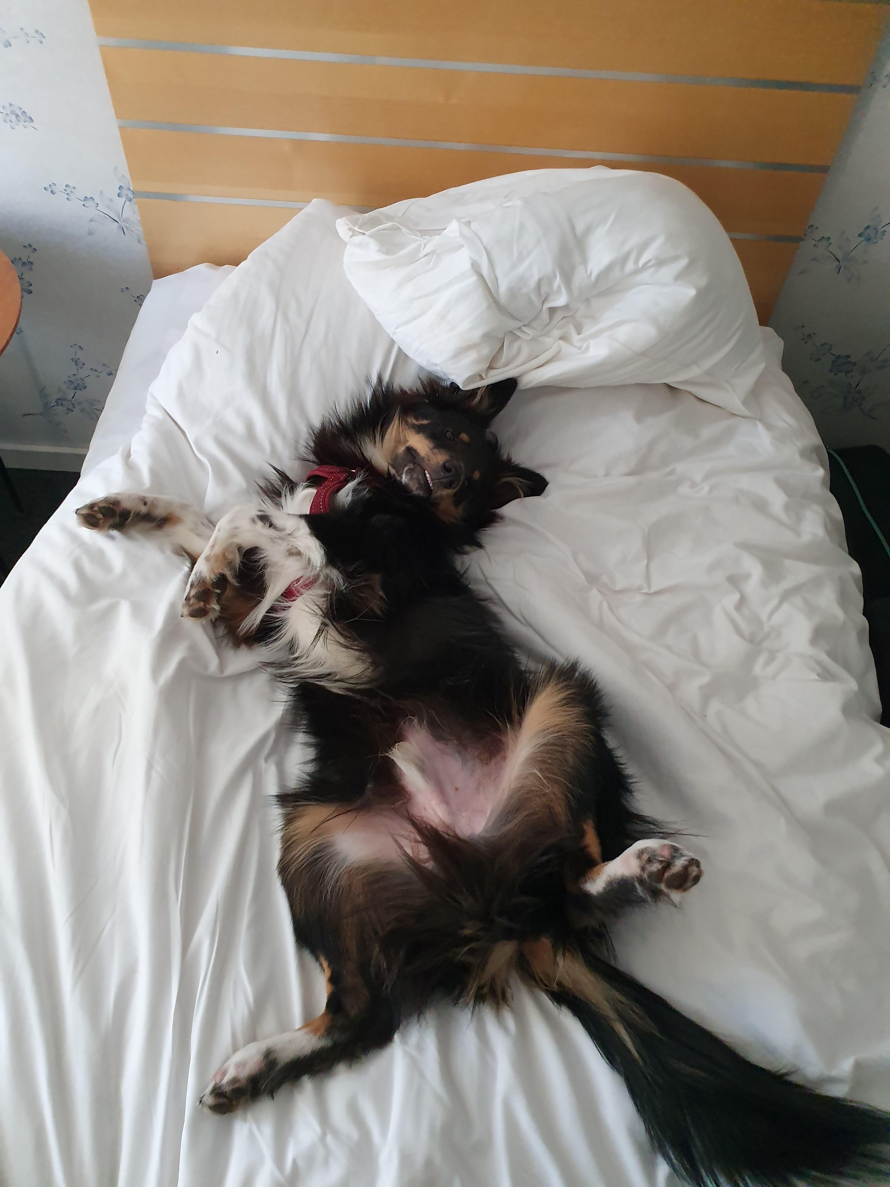 Valpen som intagit sängläge