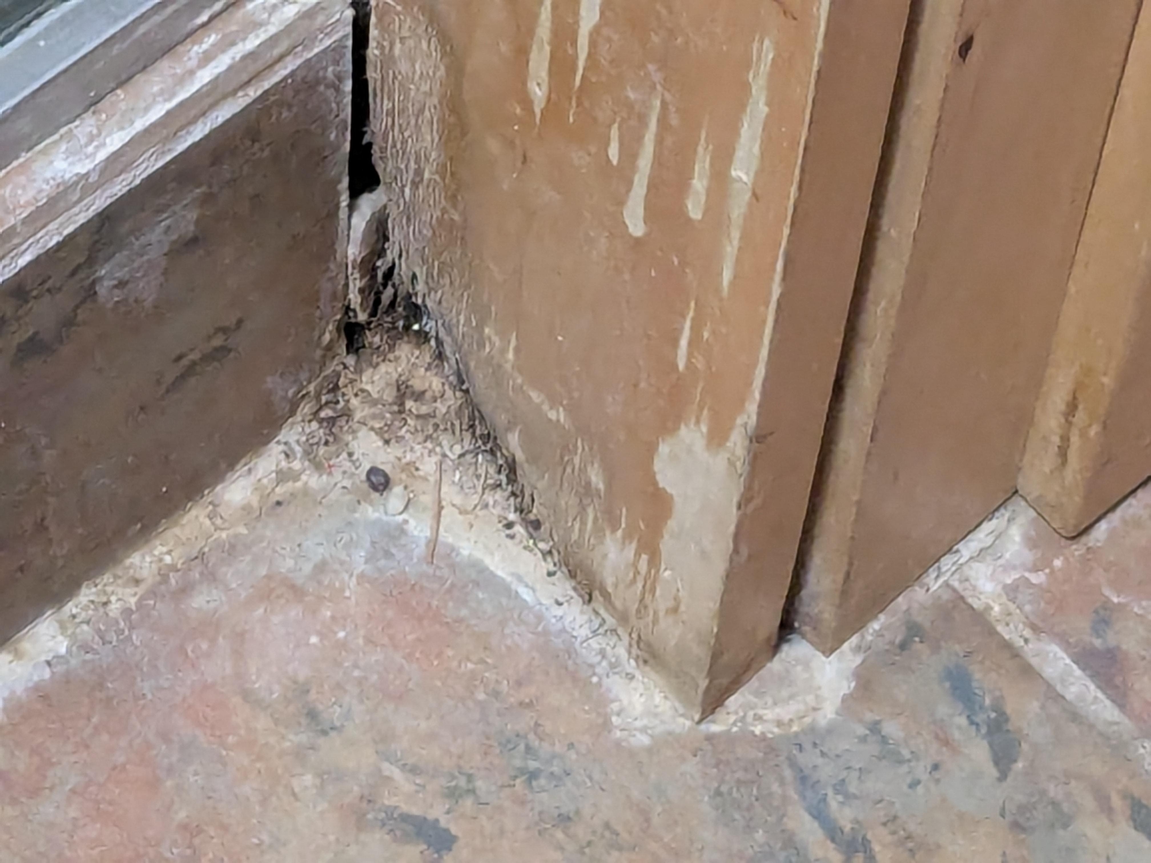 The corner where the baseboard meets the shower door, water damage, hair and dirt, accumulated.
