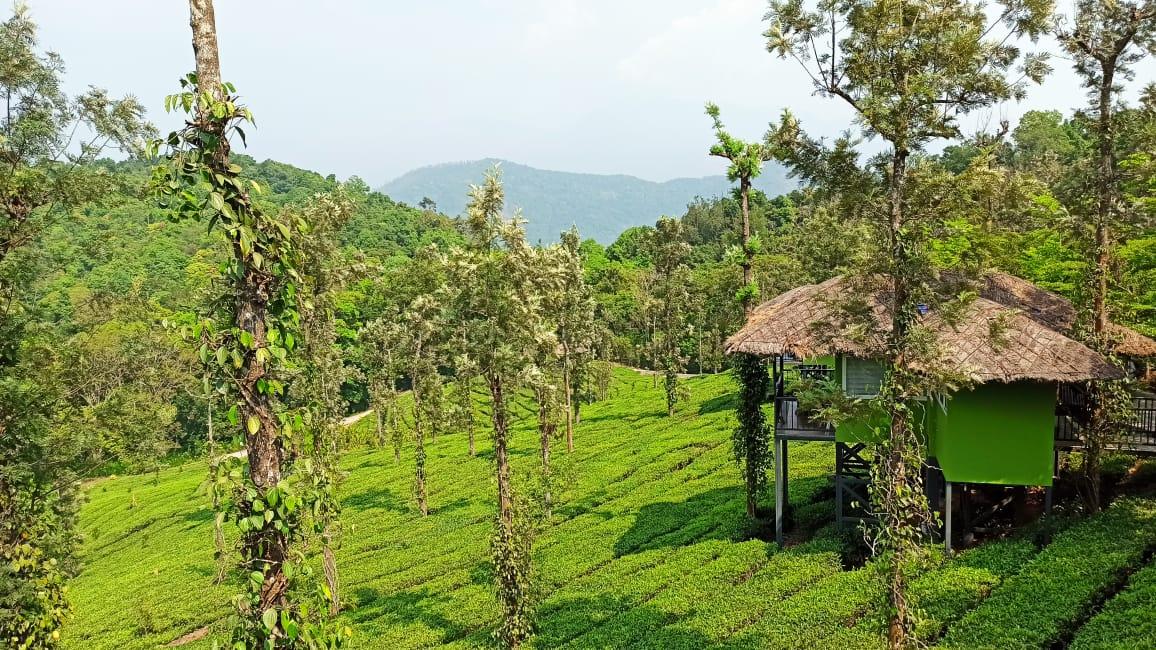 Tea plantation and valley view cottage