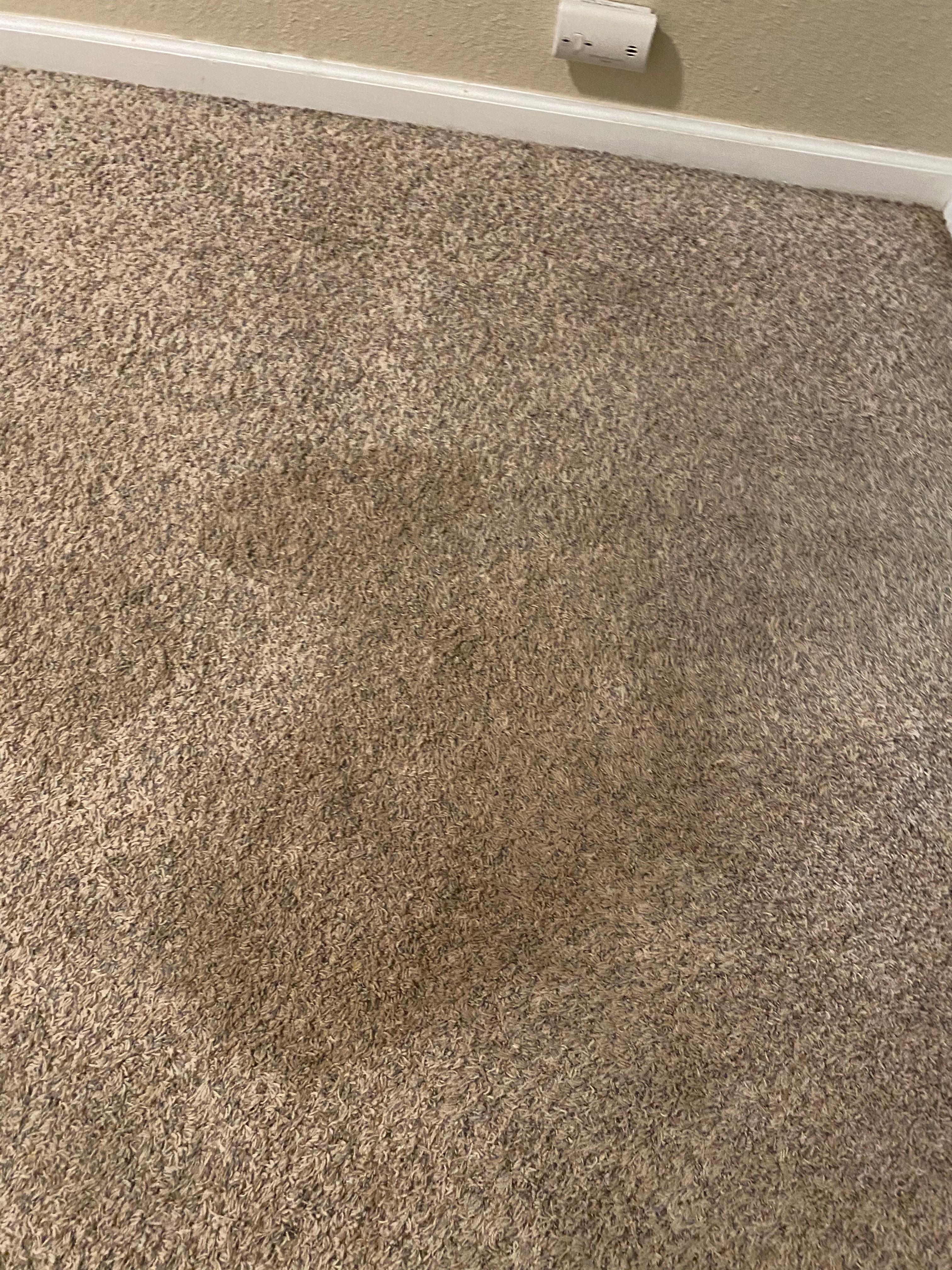 Carpet in bedroom