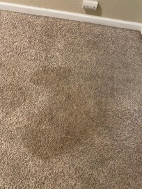 Carpet in bedroom