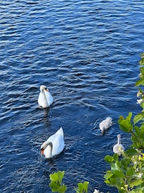 Schwäne hinter dem Hotel