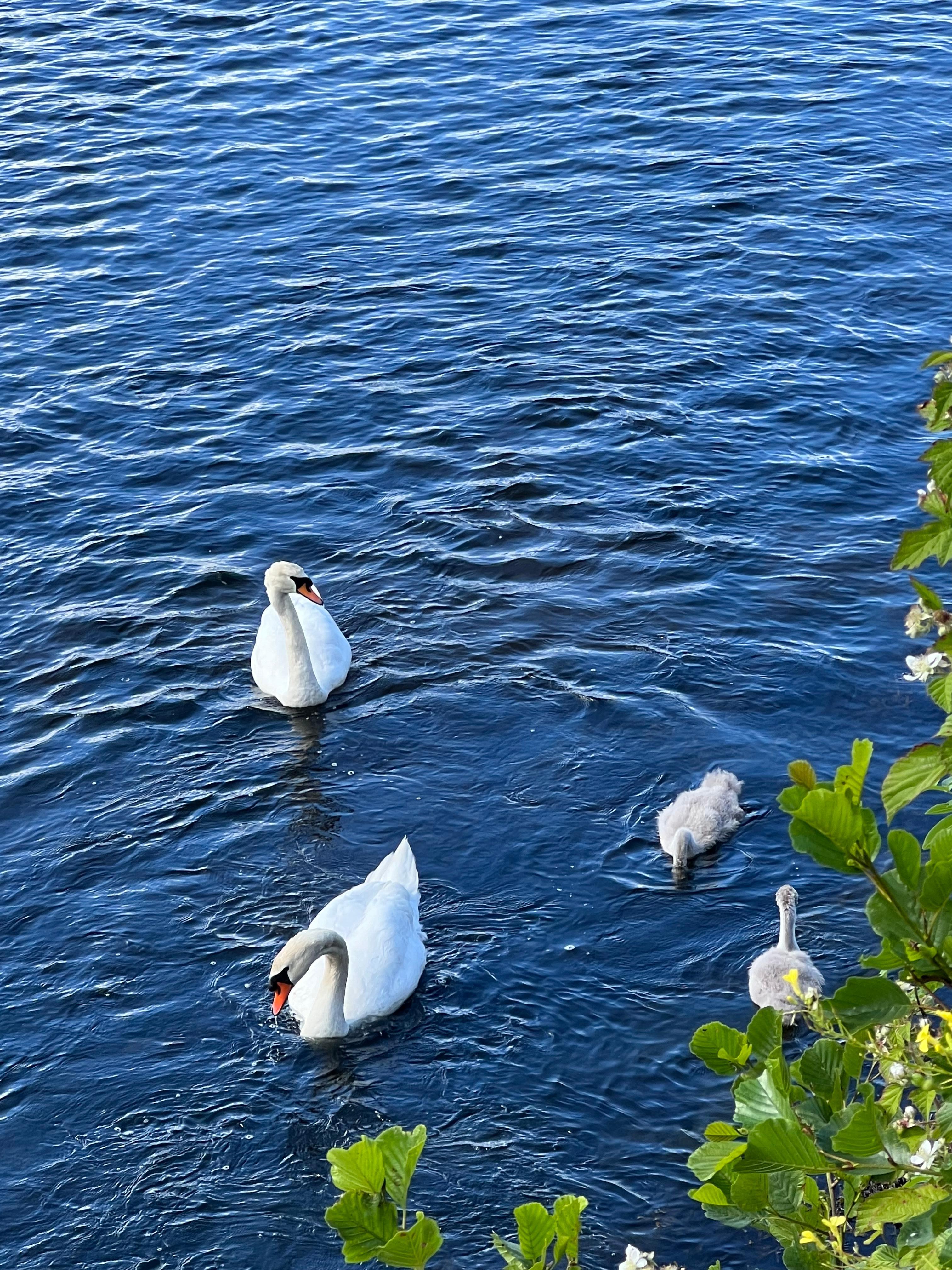 Schwäne hinter dem Hotel