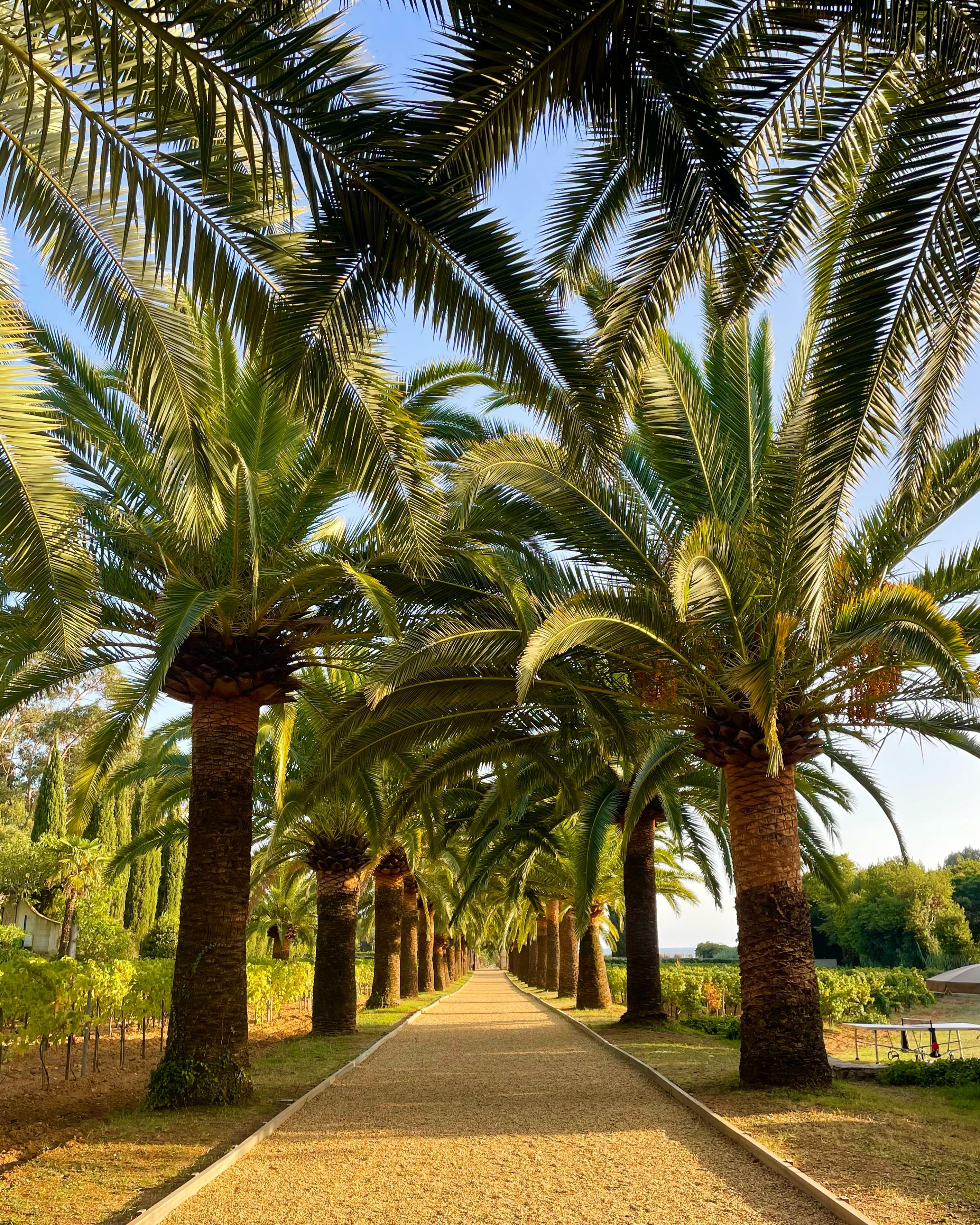 Palm tree alley towards the beach