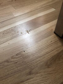 Matrester på gulvet